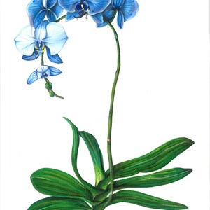 Blue Orchid Print: Botanical Wall Art, Nature Decor