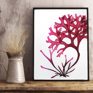 Macro Algae Art Print: Seaweed Science Illustration
