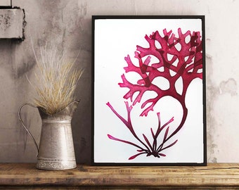 Macro Algae Art Print: Seaweed Science Illustration