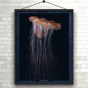 Lions Mane Jellyfish Print,  Jellyfish Drawing, Jellyfish Poster, Jellyfish Art, Animal Print, Ocean Decor, Animal Art, Nature Print