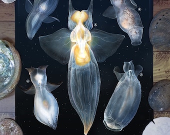 Impresión de ángel marino: arte mural de animales del océano