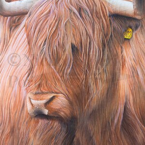 Highland Kuh Print, Leben auf dem Bauernhof Druck, Wandkunst Kuh Kuh Poster Kuh Kunst, Animal Print, Kuh Dekor, Wildlife, Animal Art, Natur drucken