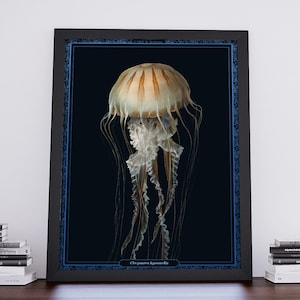 Sea Nettle Jellyfish Print,  Jellyfish Drawing, Jellyfish Poster, Jellyfish Art, Animal Print, Ocean Decor, Animal Art, Nature Print