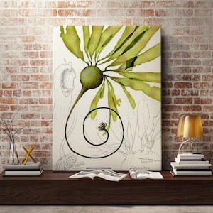 Vintage Kelp Drawing,  Algae Drawing, Algae print, Algae Poster, Ocean Art, Plant Print, Ocean Decor, Wildlife, Seaweed Art, Nature Print