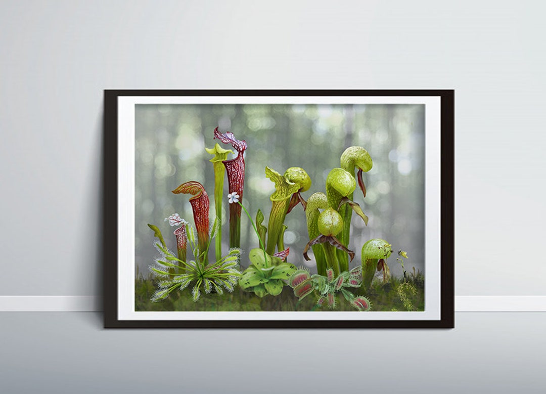 Carnivorous Plants Print: North American Wildlife Art - Etsy