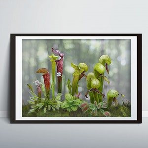 食虫植物の版画：北米の野生動物アート