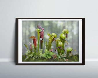 Carnivorous Plants Print: North American Wildlife Art