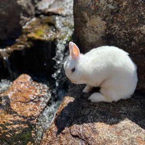 10 Blank Greeting Cards Adventure Bunny
