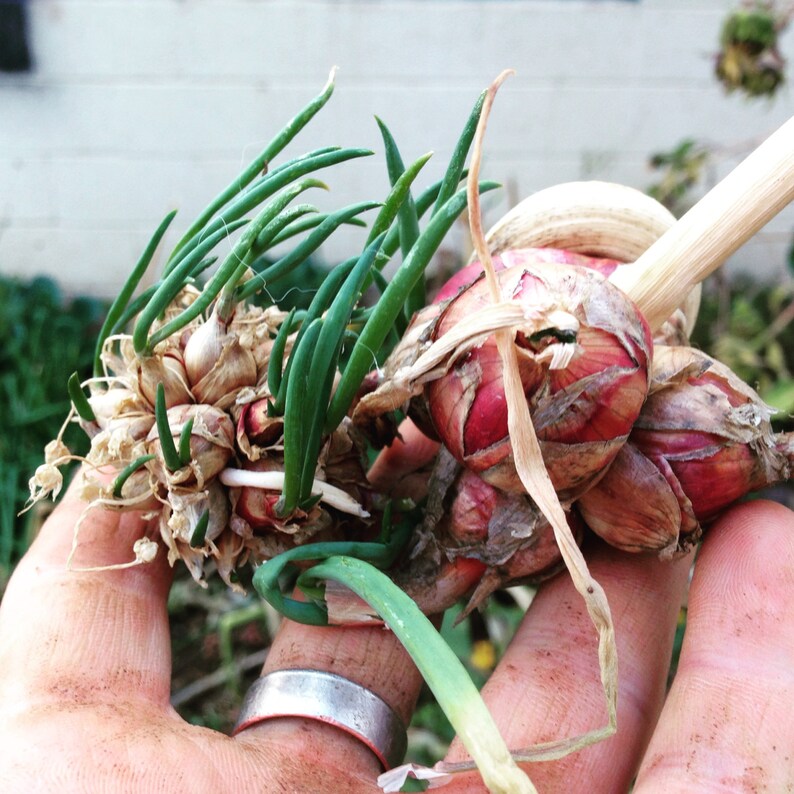 Egyptian Walking Onion Bulbs allium Proliferum Etsy