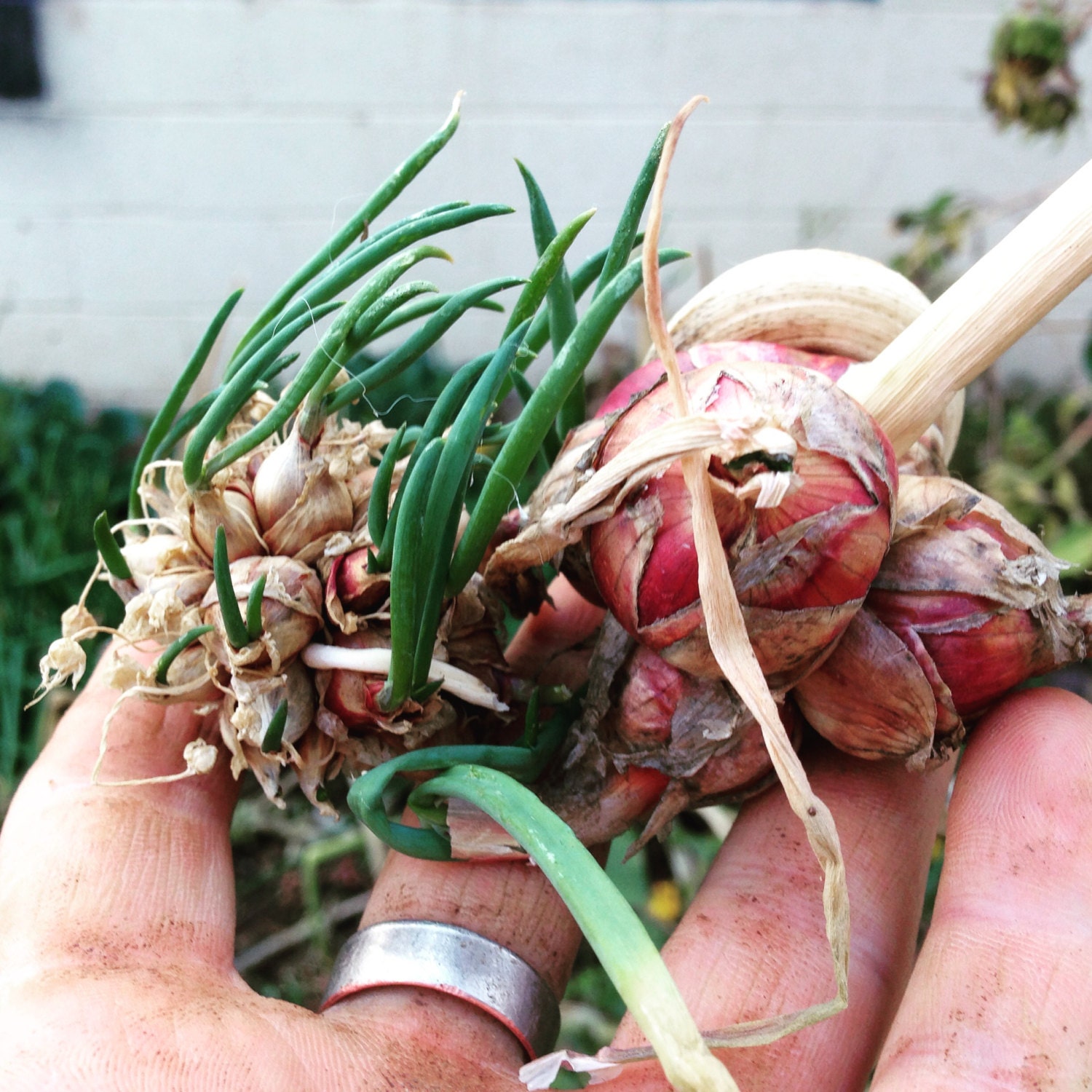Egyptian Walking Onion Bulbs allium Proliferum Etsy