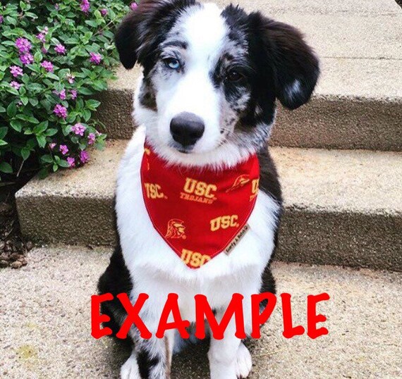 usc dog jersey