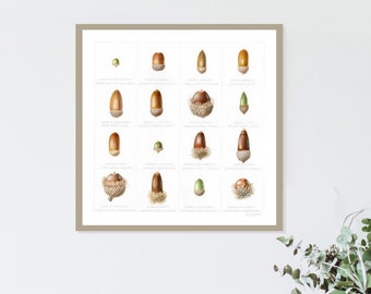 Quercus of Canberra print, limited edition print