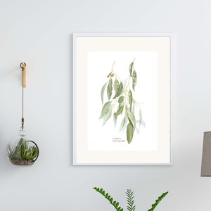 Eucalyptus watercolour print, A4 or A3 print, Australian native plant, Australian drawings, Australian gift