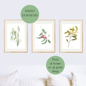 Bundle 3 Australian Native Flower Prints, Eucalyptus, Golden Wattle, Printable Wall Art, Australian Wildflowers Print set of 3