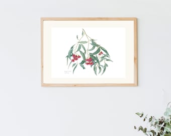 Red flowering gum print, Eucalyptus leucoxylon A4 print, Australian botanical watercolour print, Australian drawing, Australian gift