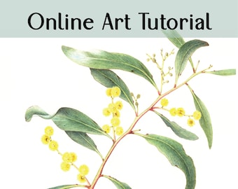 Botanical art tutorial online, Golden Wattle watercolour painting course, Wattle botanical art tutorial