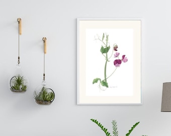 Sweet Pea Flower Print, Botanical Watercolor Wall Art (A4 Size)