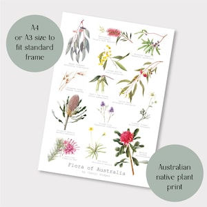 Flora of Australia A4 or A3 print, Australian wildflowers, Australian native plants, Australian drawings, Australian gift
