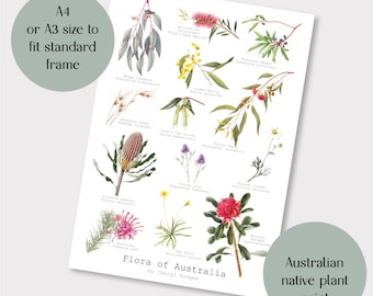 Flora of Australia A4 or A3 print, Australian wildflowers, Australian native plants, Australian drawings, Australian gift