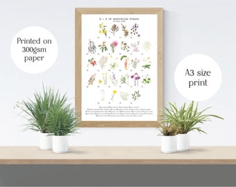 May include: A framed A3 size print titled "A-Z of Australian Plants" on 300gsm paper. The print features colorful illustrations of various Australian flora, arranged alphabetically. The frame is a light wood colour, and the print is displayed on a wooden surface.