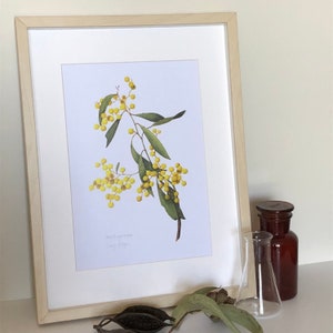 Wildflower wall decor, set of 3 Australian botanical watercolour prints A4 or A3 Wattle Acacia, Eucalyptus Australian native prints image 6