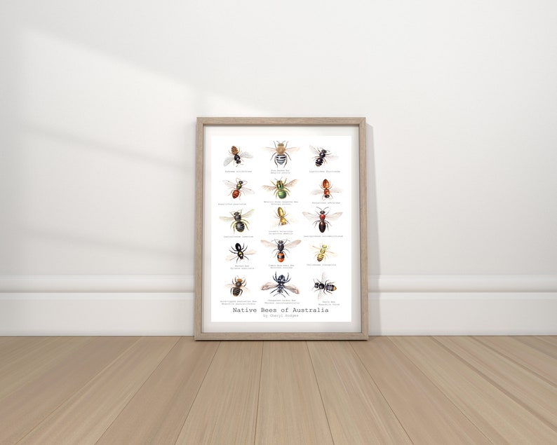 Australian Native Bees Art Print, Vintage Style Insect Poster - Etsy ...