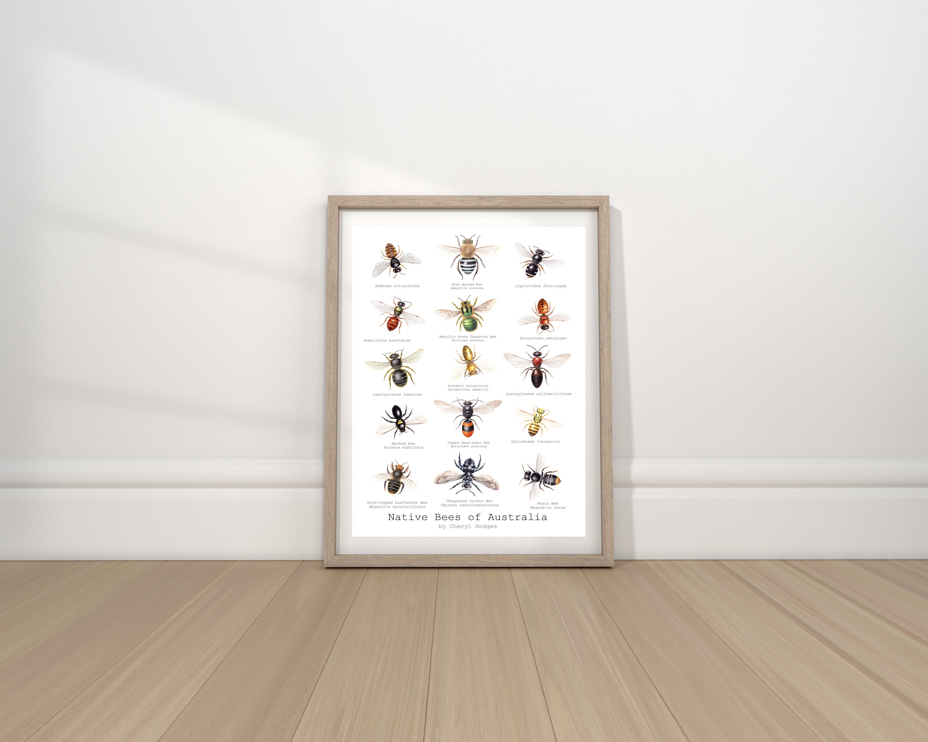 Australian Native Bees Art Print, Vintage Style Insect Poster - Etsy ...