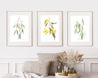 Australian wildflower wall decor, set of 3 botanical watercolour prints A4 or A3 - Wattle, Eucalyptus Australian native prints