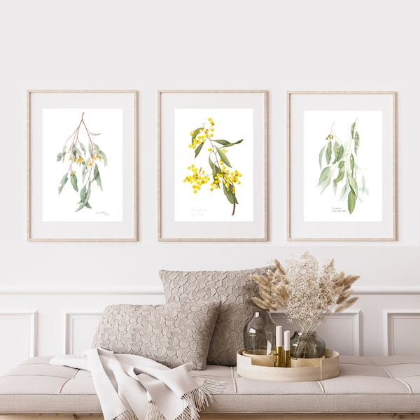 Australian wildflower wall decor, set of 3 botanical watercolour prints A4 or A3 - Wattle, Eucalyptus Australian native prints