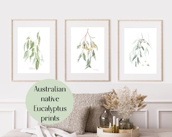 Australian Eucalyptus Watercolor Art Prints, Botanical Wall Decor Set of 3