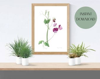 Sweet Pea Flower Watercolor Print, Botanical Wall Art (Digital Download)