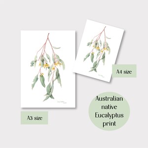 May include: Two eucalyptus prints, A3 and A4 sizes, featuring watercolor illustrations of eucalyptus branches with green leaves and yellow flowers. The prints are on white paper, with the text "Australian native Eucalyptus print".
