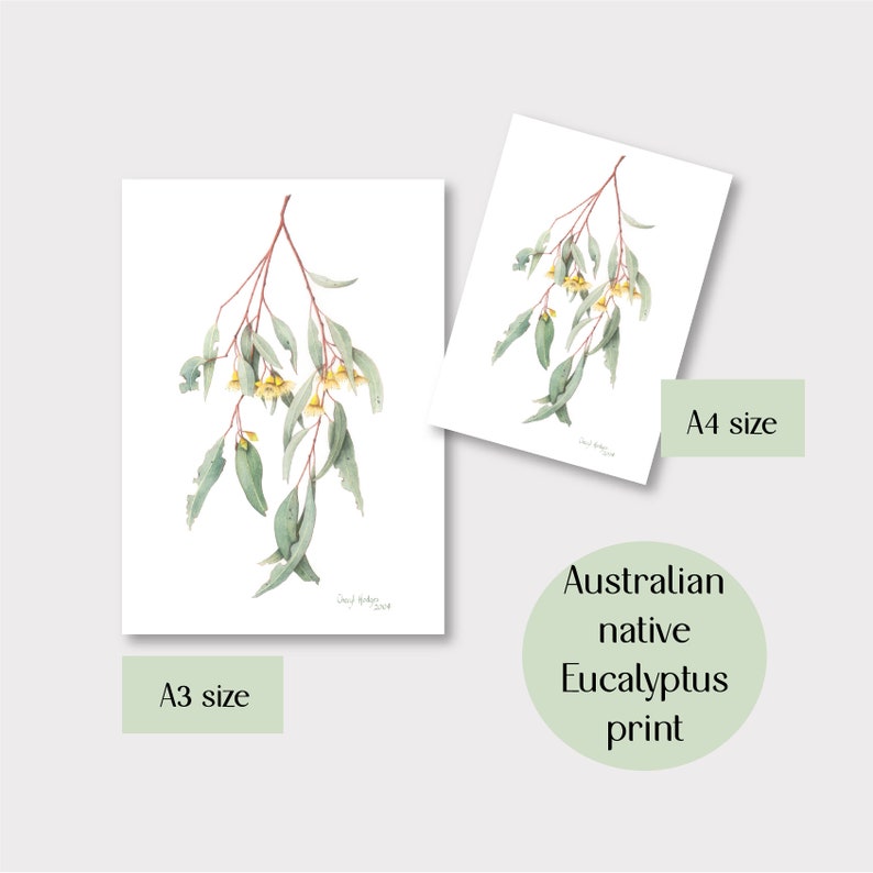 May include: Two eucalyptus prints, A3 and A4 sizes, featuring watercolor illustrations of eucalyptus branches with green leaves and yellow flowers. The prints are on white paper, with the text "Australian native Eucalyptus print".