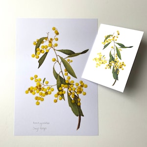 Golden Wattle - Acacia pycnantha - illustration d'acacia, décoration murale de fleurs sauvages, impression botanique et carte de voeux, cadeau indigène australien