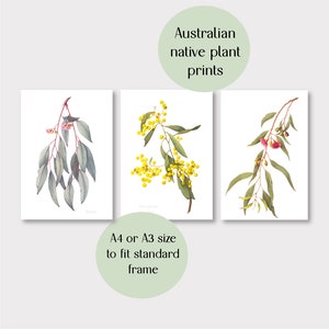 Australian botanical watercolour prints set of 3, Australian wildflower wall art - Ironbark, Wattle, Eucalyptus, A4 or A3 size