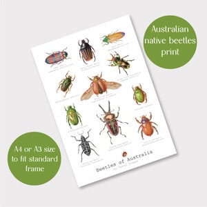 Beetles of Australia print, Australian insect poster, Australian Entomology gift, Australian drawings, Australian insect gift