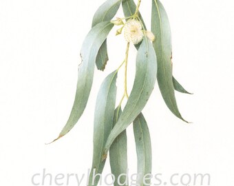 Forest Redgum - Eucalyptus tereticornis print, Australian native plant