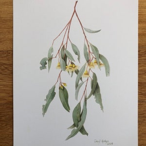 Mugga Ironbark Print, Australian Native Plant Watercolor Art image 5