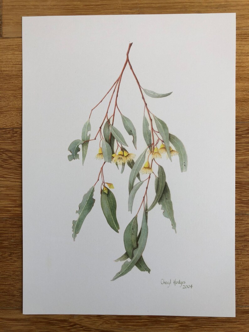Mugga Ironbark Print, Australian Native Plant Watercolor Art image 5
