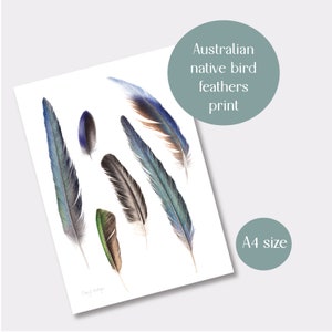 Australian bird feathers watercolour print, Australian feathers A4 print, Australian drawing, Australian gift, watercolour