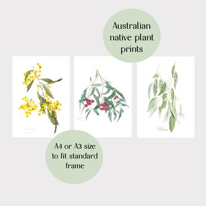 Wildflower wall decor, set of 3 Australian botanical watercolour prints A4 or A3 Wattle Acacia, Eucalyptus Australian native prints image 2