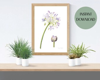 Agapanthus Flower Watercolor Print, Botanical Wall Art (Digital Download)