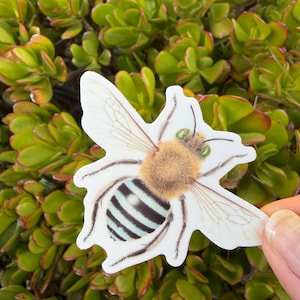Blue Banded Bee Sticker - Australian Native Bee