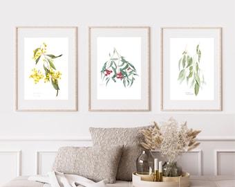May include: Three framed botanical illustrations of Australian native plants. The left frame shows a branch of wattle with yellow flowers. The center frame shows a branch of red flowering gum. The right frame shows a branch of weeping willow.