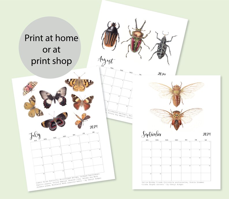 2024 Calendar Printable Australian Native Insects Monthly, Painted