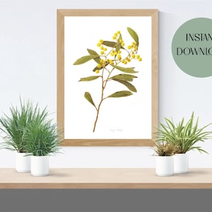 Arte de pared imprimible de Golden Wattle, impresión de acuarela botánica de Wattle, impresión australiana de Wattle dorado, descarga digital