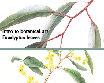 Bundle of TWO botanical art tutorials online, Eucalyptus leaf and Golden wattle botanical art tutorial, watercolour painting courses