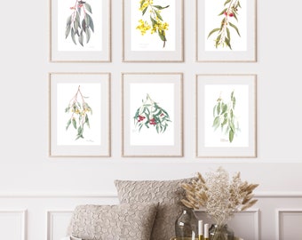 Australian botanical watercolour prints, set of 6 - Eucalyptus and Acacia, Gum leaves, Golden Wattle, Ironbark, Australian native gift