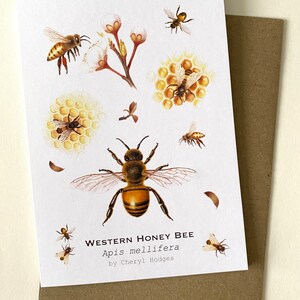 Western Honey Bee - Australische Grußkarte, Honigbiene Aquarell, Imker Geschenk