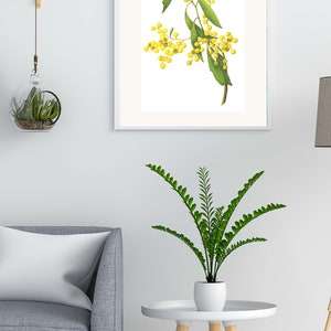 Wildflower wall decor, set of 3 Australian botanical watercolour prints A4 or A3 Wattle Acacia, Eucalyptus Australian native prints image 3